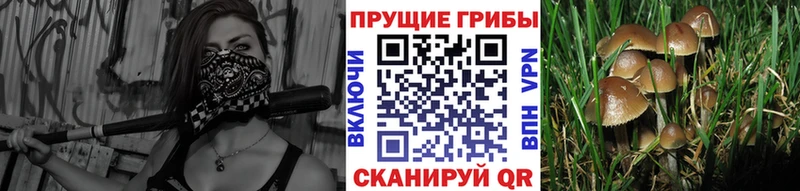 Галлюциногенные грибы мицелий  Щёлкино 